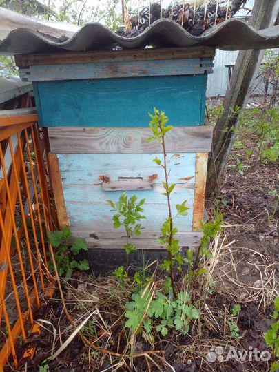 Улей для пчел бу