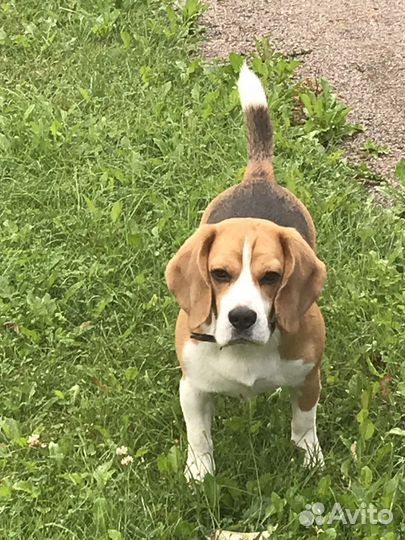 Вязка кобель бигль