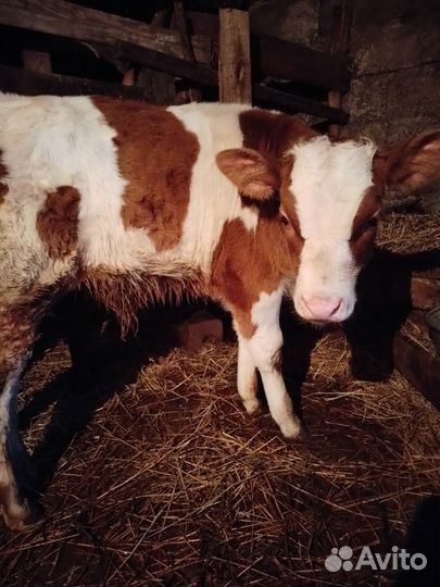 Продам бычка 1.5 месяца