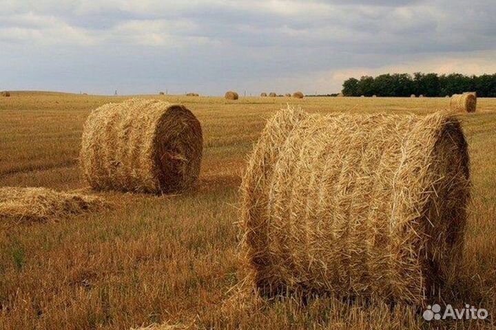 Солома овсяная в рулонах