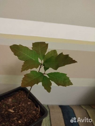 Дуб красный. Саженец