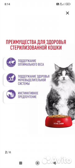 Корм для кошек royal canin мейн-кун