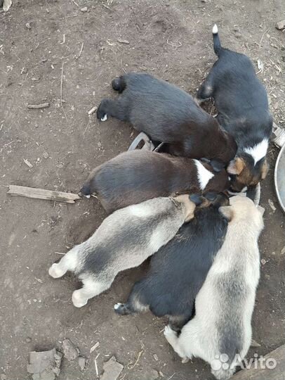 Щенки бесплатно