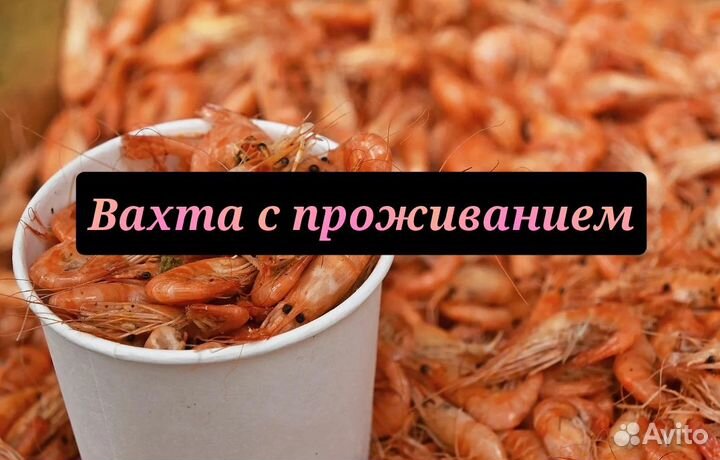 Грузчик на креветки, Вахта с проживанием