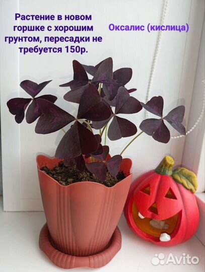 Кислица оксалис