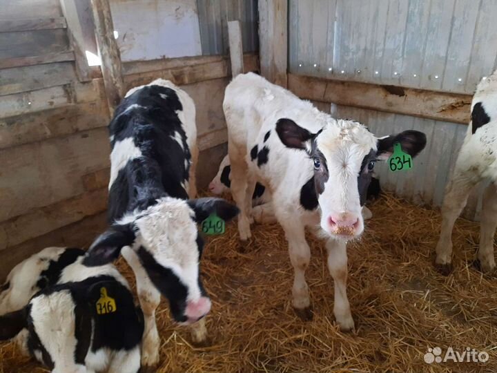 Отпоины Бычки и быки телки