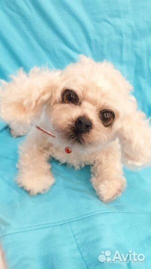 Реалистичная игрушка Бишон фризе