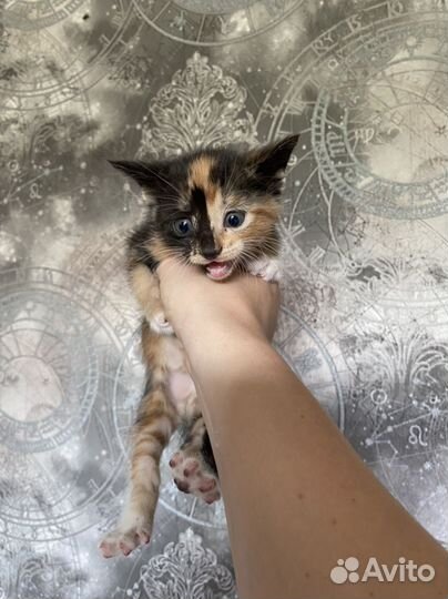 Котята