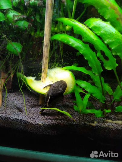 Аквариумные рыбки и растения, грунт