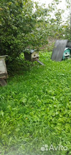 Улей с пчелами