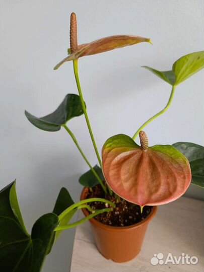 Антуриум Свит Дрим