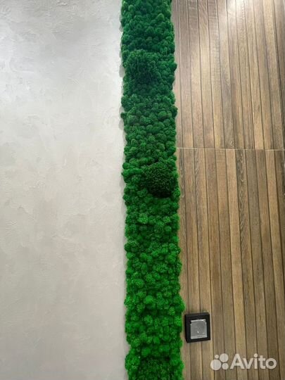 Фитопанно из мха