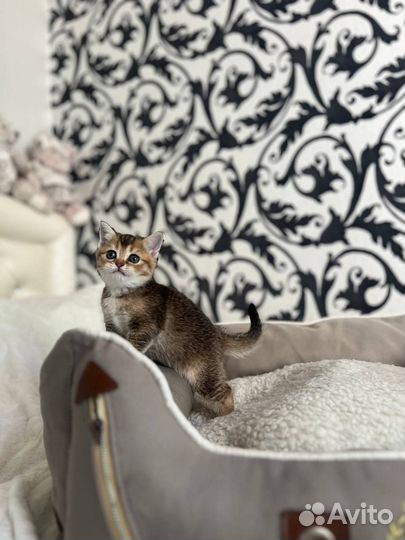 Котята британской шиншиллы