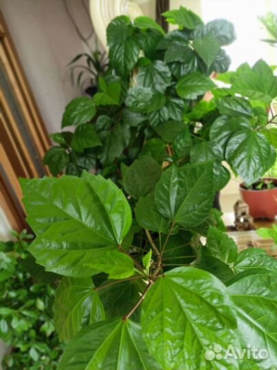 Комнатные растения