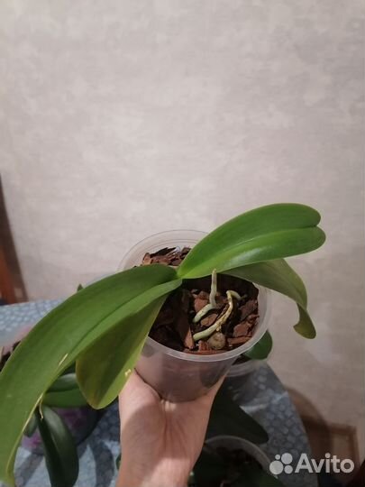 Орхидея фаленопсис