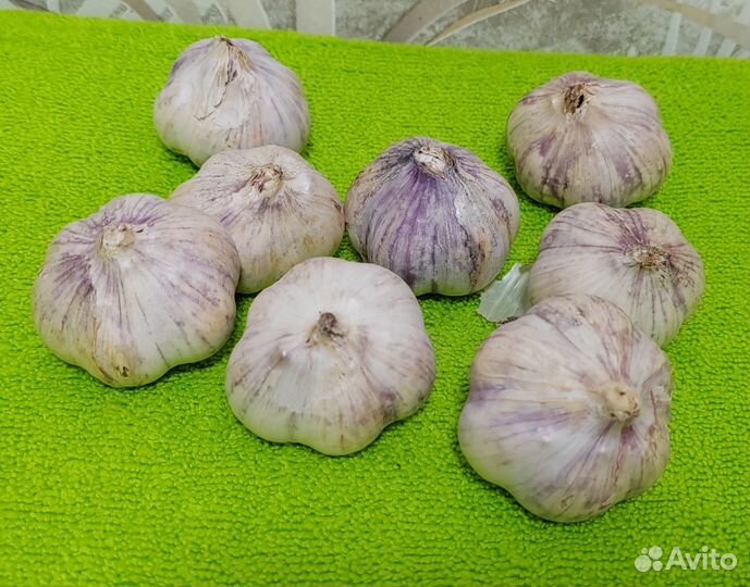 Чеснок ядрёный на посадку