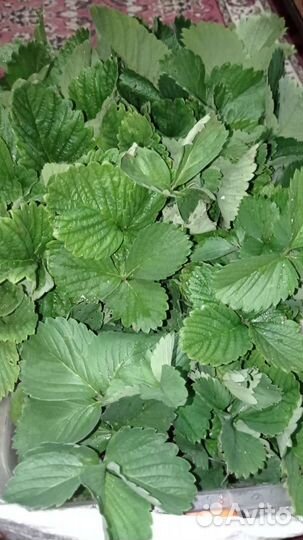 Кустики клубники