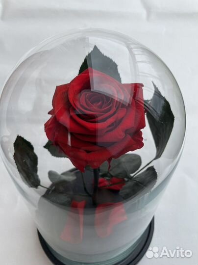 Роза В колбе