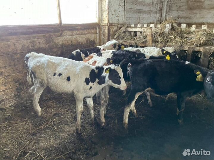 Бычки и телочки