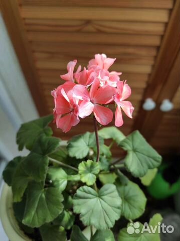 Пеларгония Нано Лососевая карликовая купить в Тольятти | Товары для ...