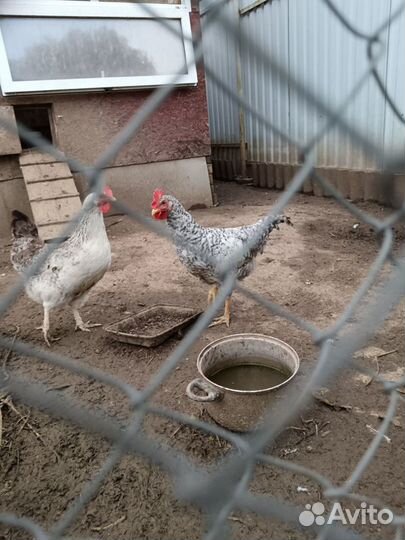 Молодой Петушок