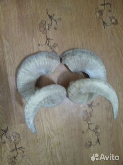 Продам рога барана