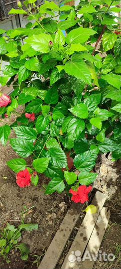 Гибискус китайская роза