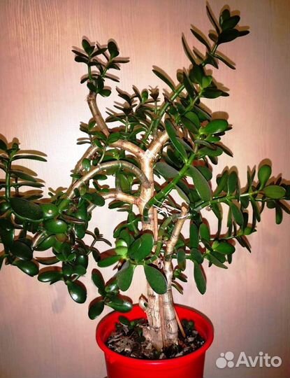 Крассула толстянка (денежное дерево)