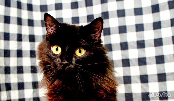 Замурчательная кошечка Ася грустит в приюте