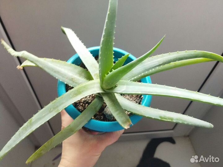 Алоэ вера, возраст 3 года