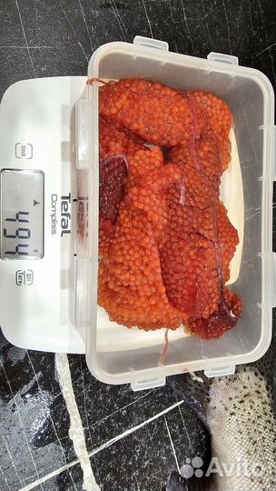 Форель из Карелии