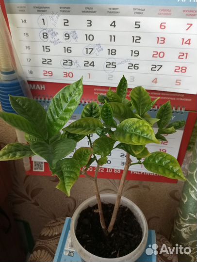 Табернемонтана