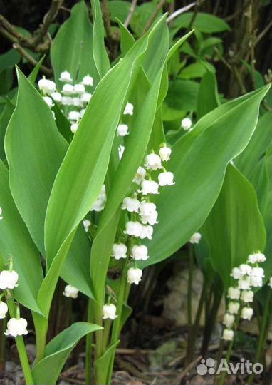 Многолетники, садовые цветы, саженцы