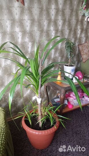 Укорененные отростки пальмы Панданус