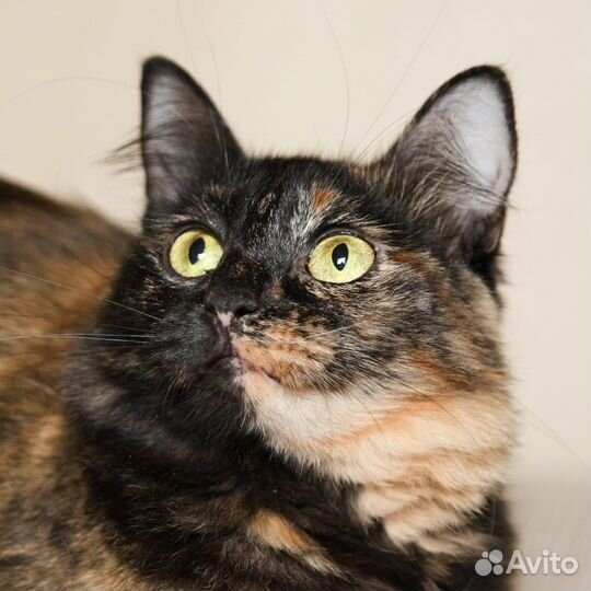 Лиза в поисках дома