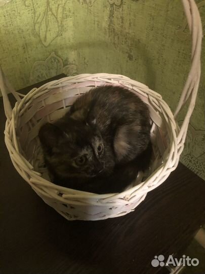 Котенок в добрые руки