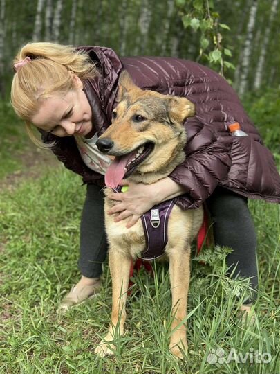 Прекрасная Луна ждёт тебя в приюте