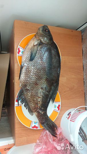 Рыба лещ сухого посола