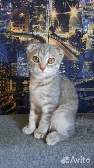 Шотландская вислоухая кошка