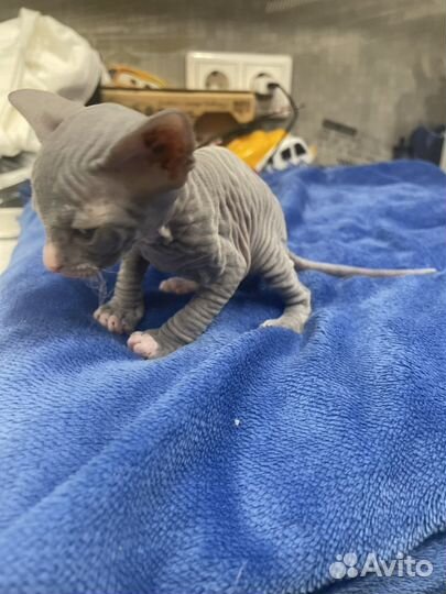 Украинский Левкой