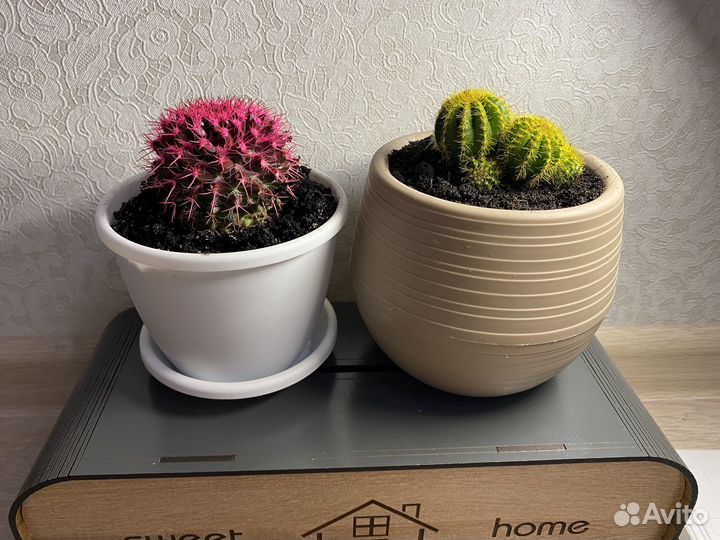 Кактус Цветной Микс