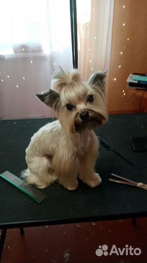 Стрижка собак