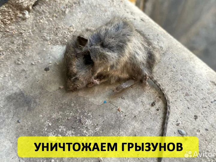 Уничтожение тараканов клопов дезинфекция с 1 раза