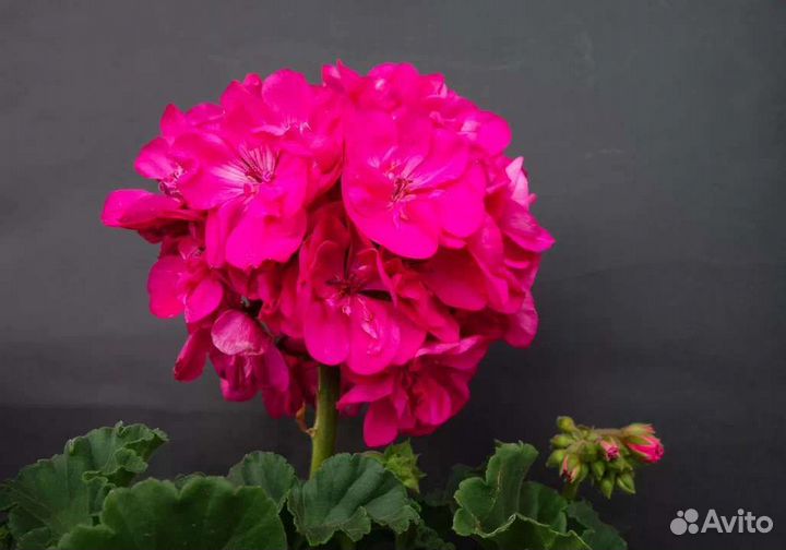 Пеларгония