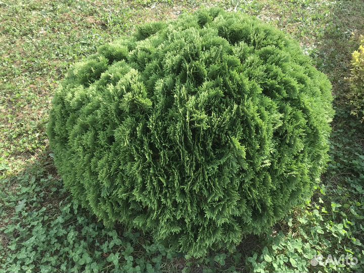 Туи крупномеры