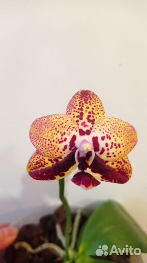 Орхидея фаленопсис Zheng Min Anaconda