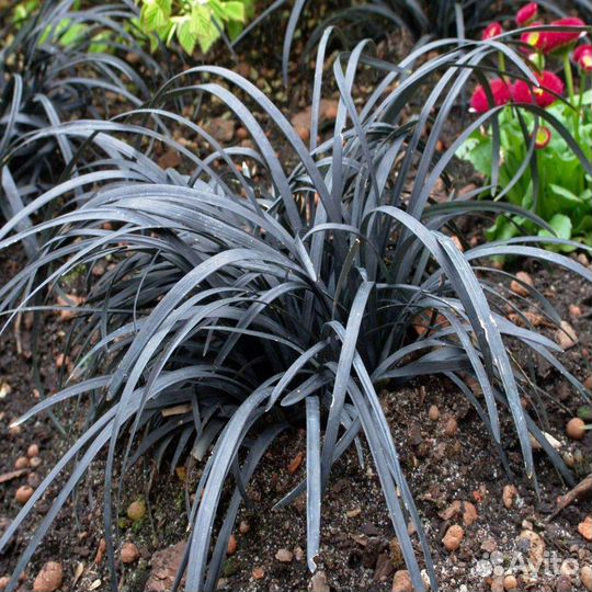 Офиопогон черный. Весна 23