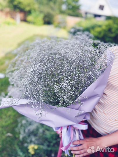 Сухоцвет гипсофила