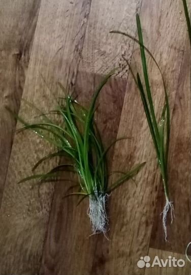 Аквариумные растения