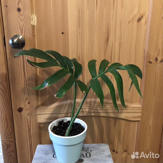 Филодендрон Рафидофора